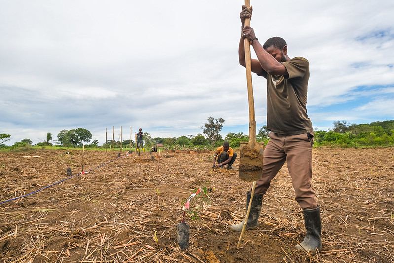 CIFOR research plot in DRC. Photo by Axel Fassio/CIFOR. https://www.flickr.com/photos/cifor/51220542776/